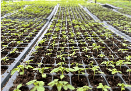 Waterships Organization