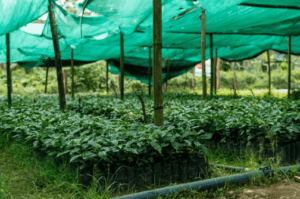 Waterships Organization